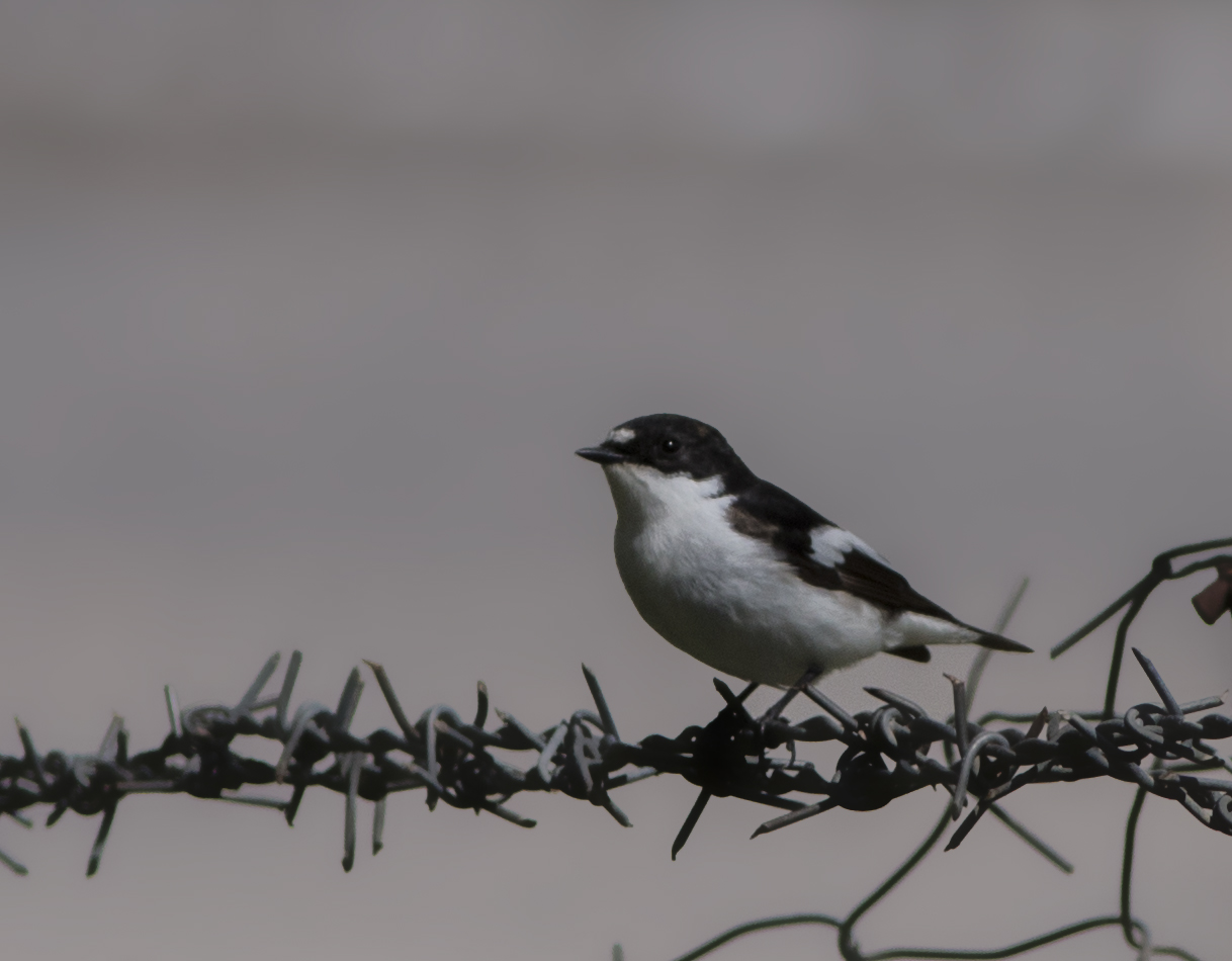 European Pied Flycatcher